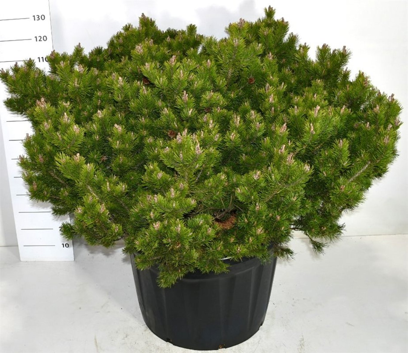 Pinus mugo 'Klosters Grun' - C110 125-150 CM